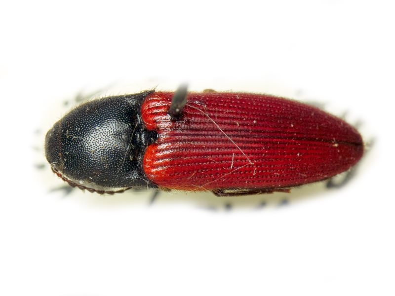Ampedus (Ampedus) decumanus Gurjeva, 1977